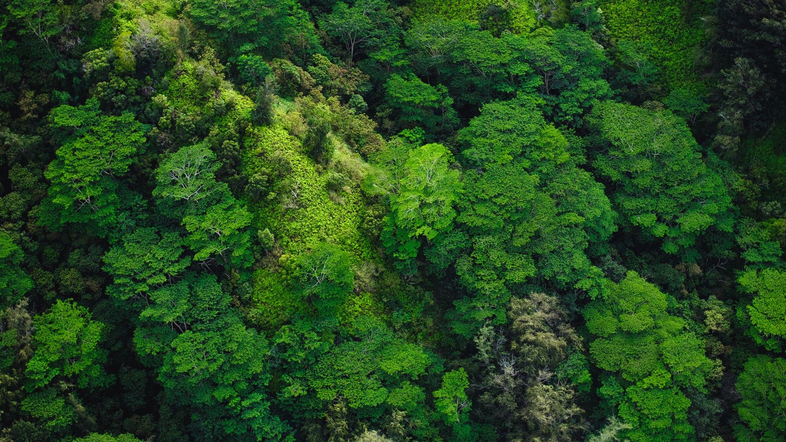 Our Planet – Forests S01E08 (2019)