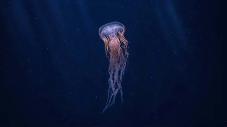 Our Planet – High Seas S01E06 (2019)