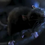 One Rat Short (2006)